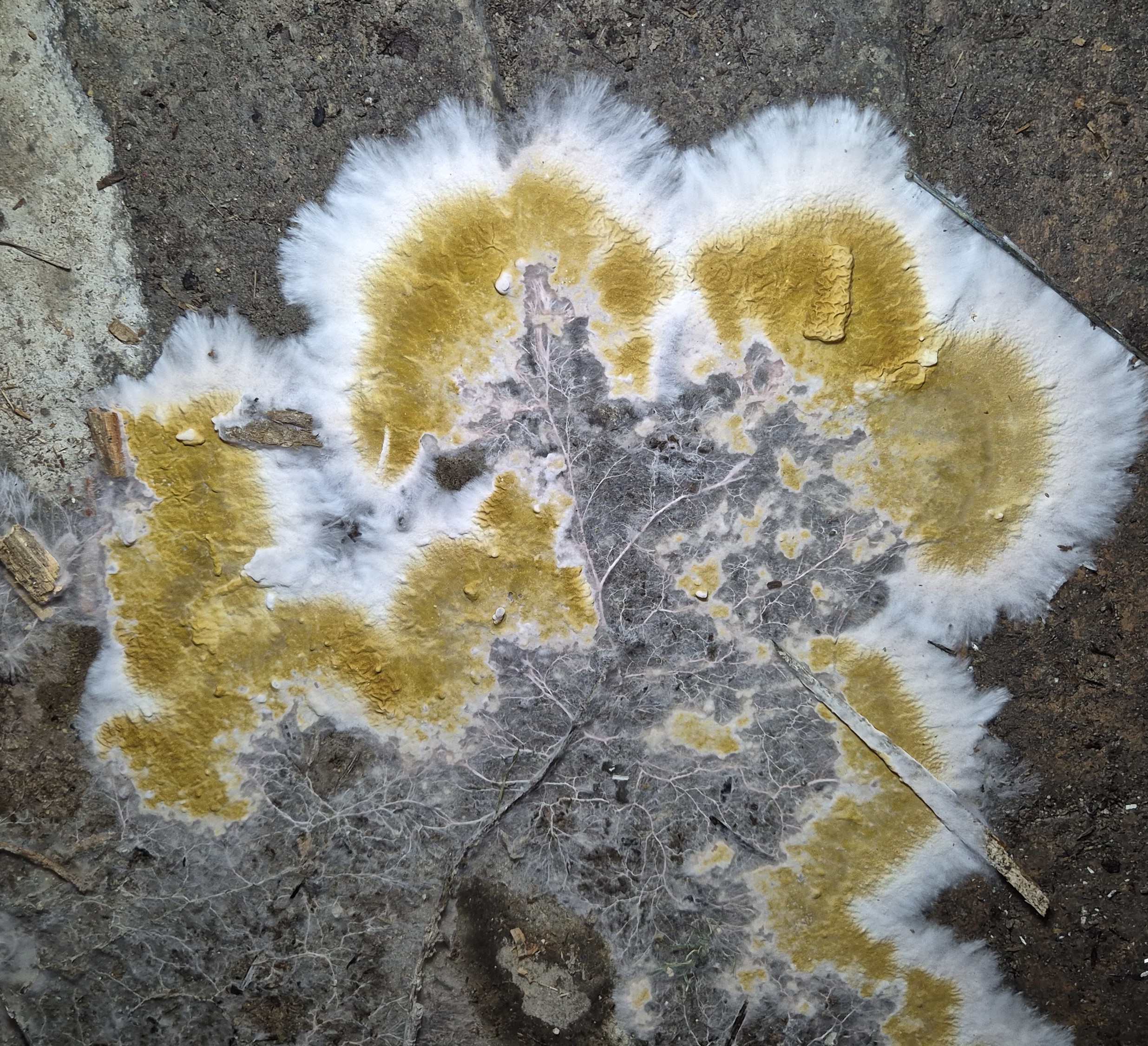 Diagnostic mérule Haut-Rhin — Serpula lacrymans