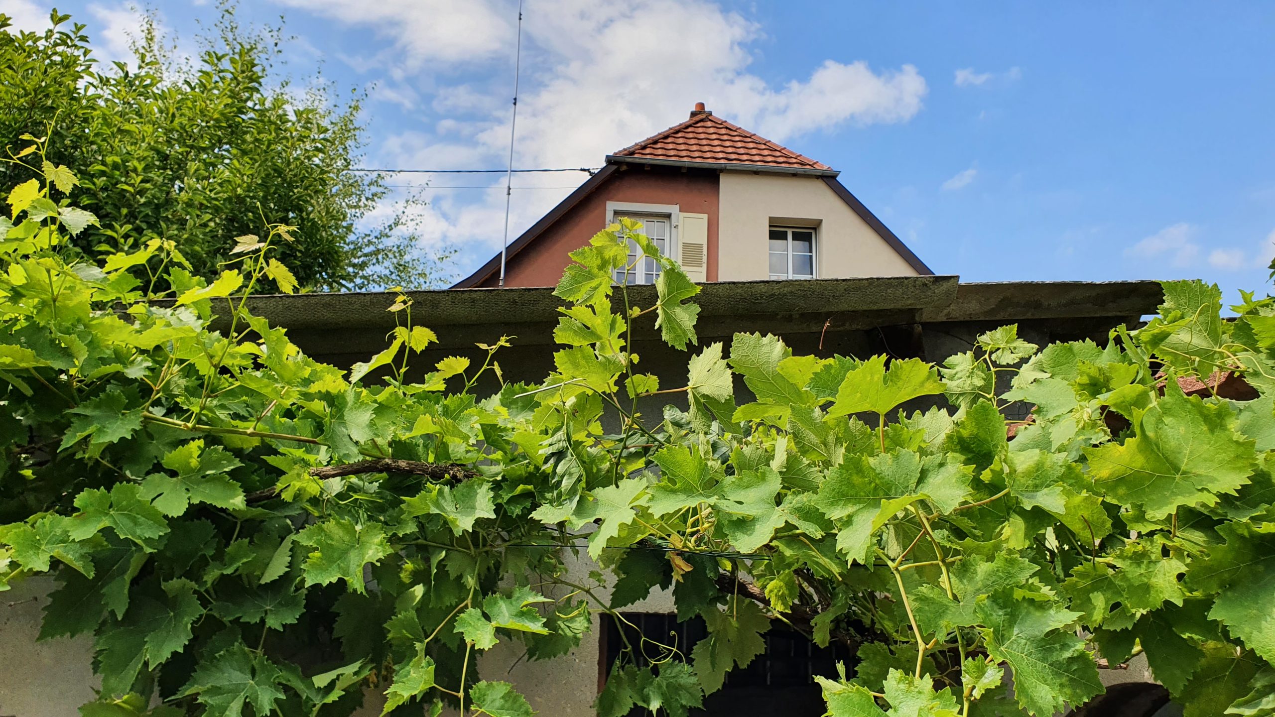 Toit de garage en amiante : plaques ondulées de fibrociment éternit recouvertes de vigne, Haut-Rhin