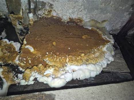 Sporophore de mérule découvert dans une cave du Sundgau